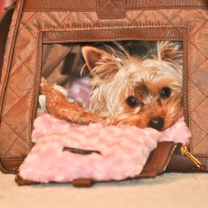 Jaradén Mon Ami Kennel