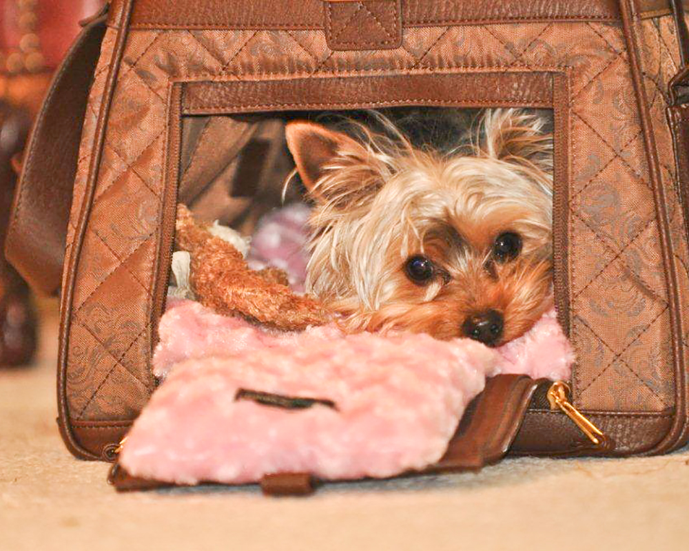 Jaradén Mon Ami Kennel